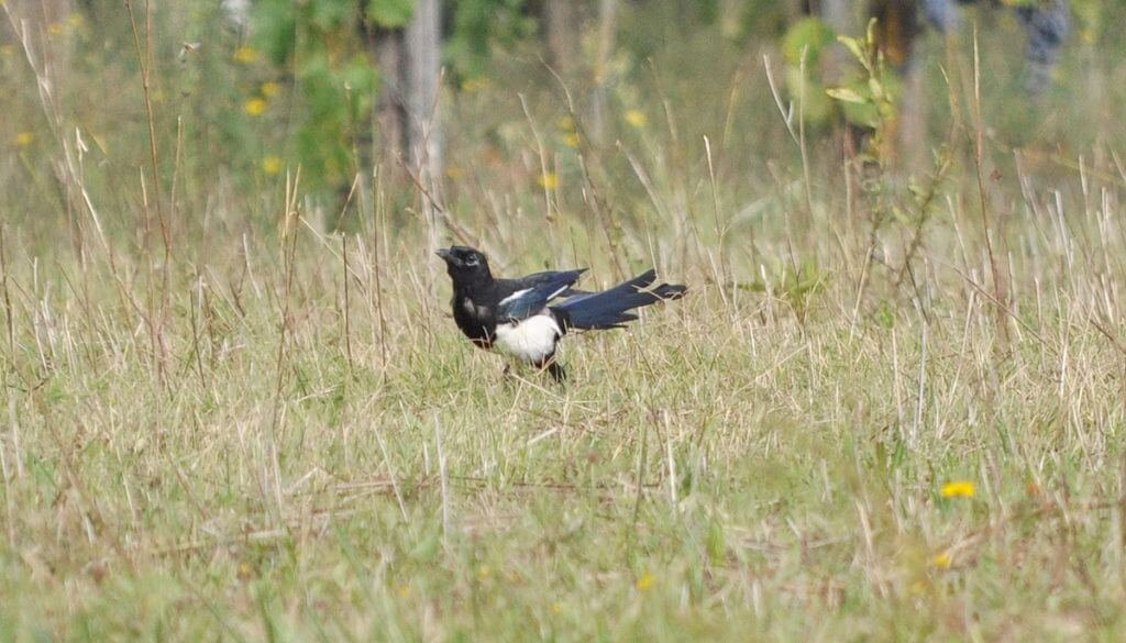 a eurasian magpie, rovigo, italy