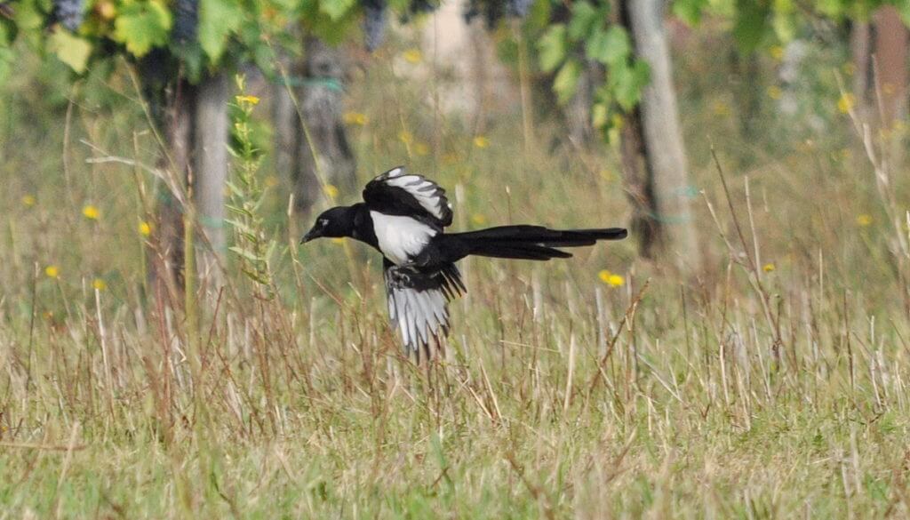 eurasian magpie, rovigo, italy