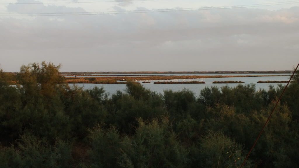 a flamingo colony, Parco Regionale Veneto del Delta del Po (The Regional Park of the Po River Delta), italy