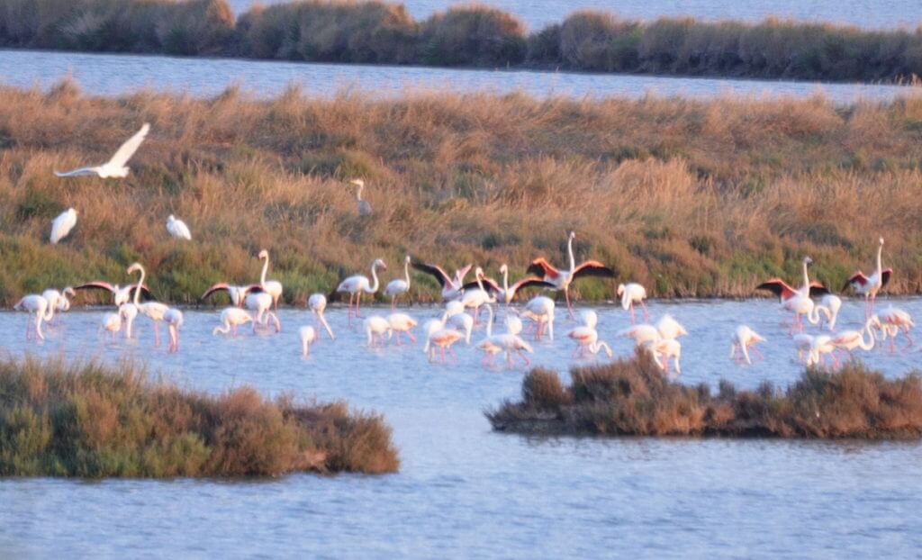 greater flamingos, Parco Regionale Veneto del Delta del Po (The Regional Park of the Po River Delta), italy