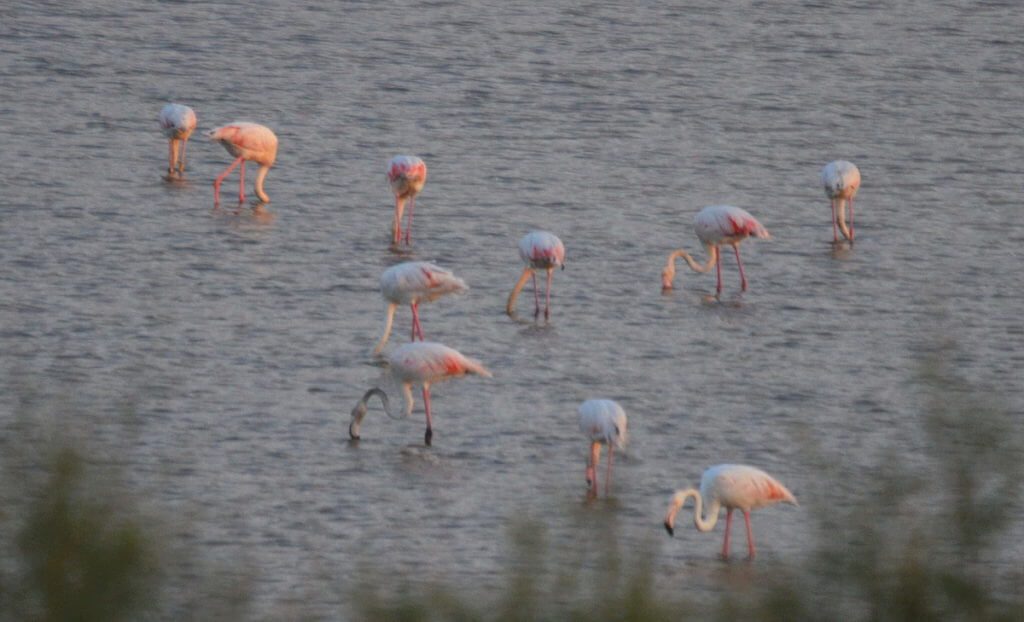 greater flamingos, Parco Veneto del Delta del Po National Park, italy