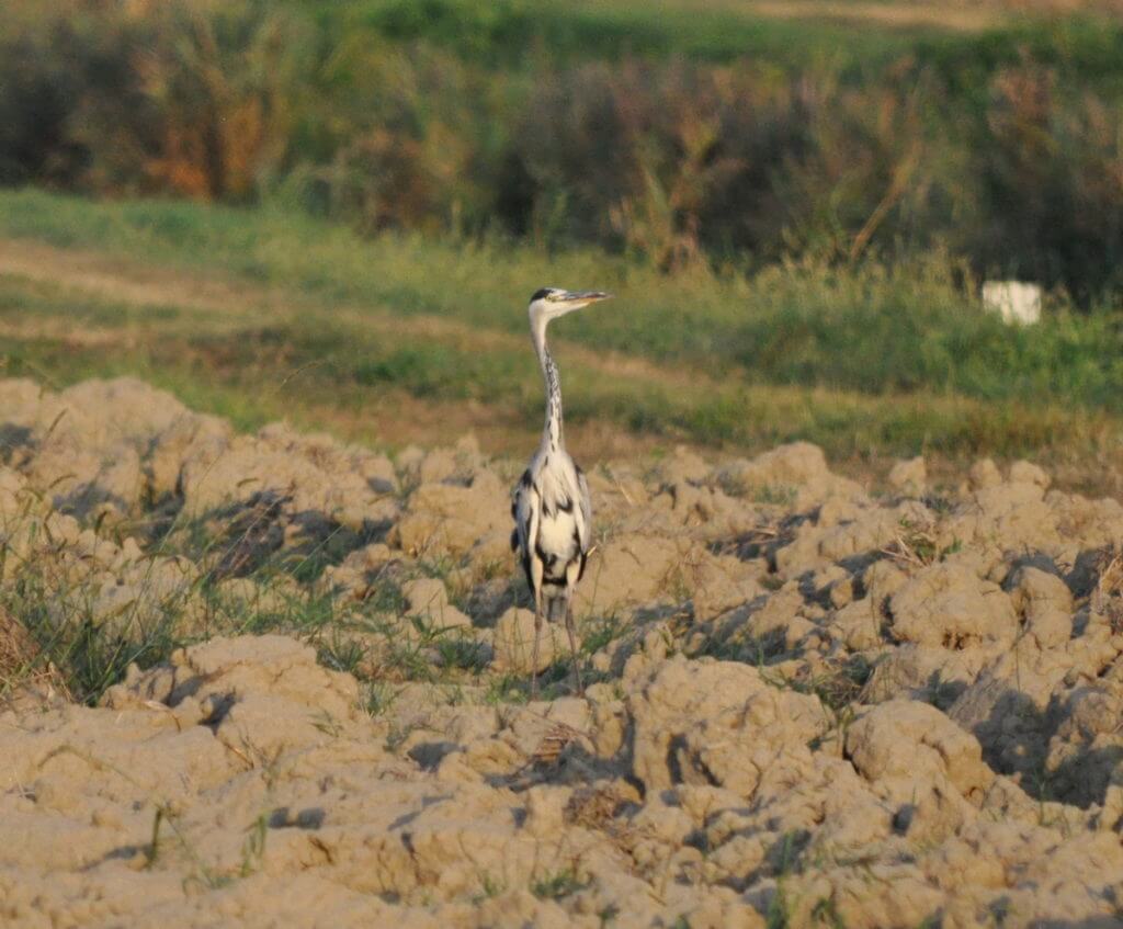 a grey heron, rovigo, po river delta, italy