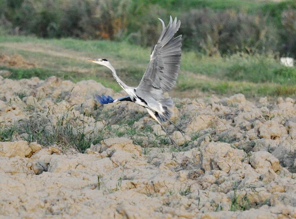 a grey heron, po river delta, italy