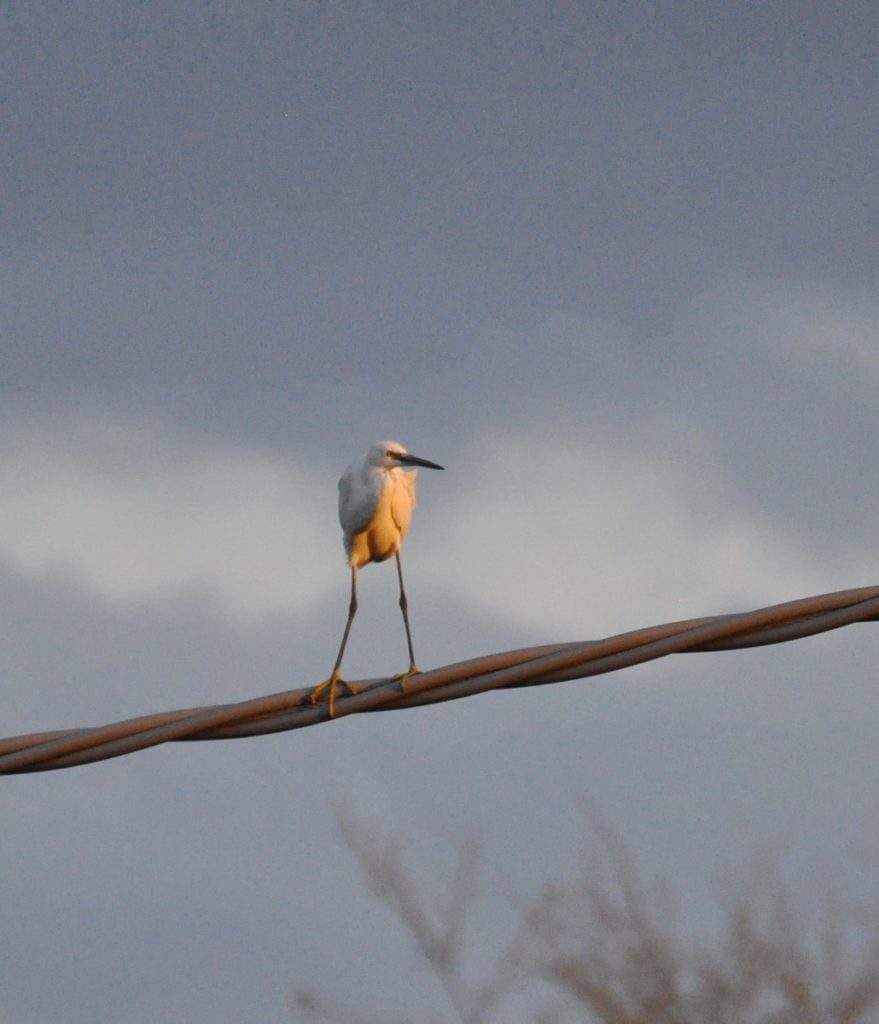 a little egret, Parco Regionale Veneto del Delta del Po (The Regional Park of the Po River Delta), italy