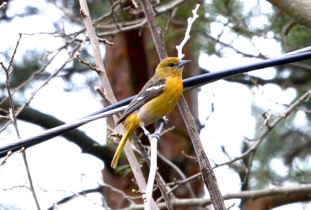 a baltimore oriole, female, the old cut, long point, ontario