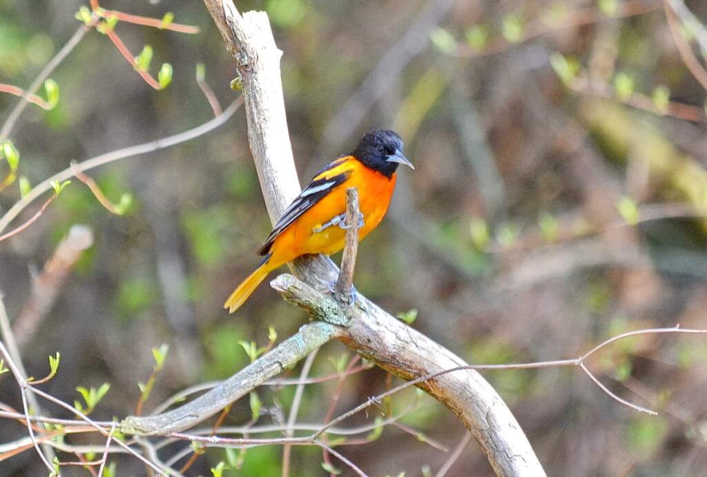 a baltimore oriole, male, the old cut, long point, ontario