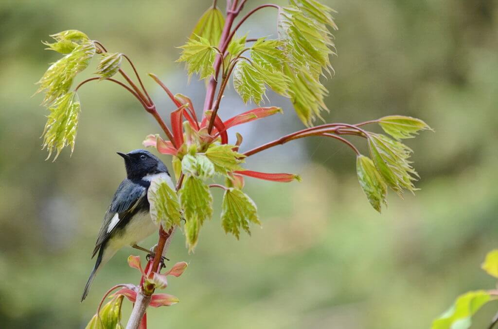 a black-throated blue warbler, the old cut, long point, ontario