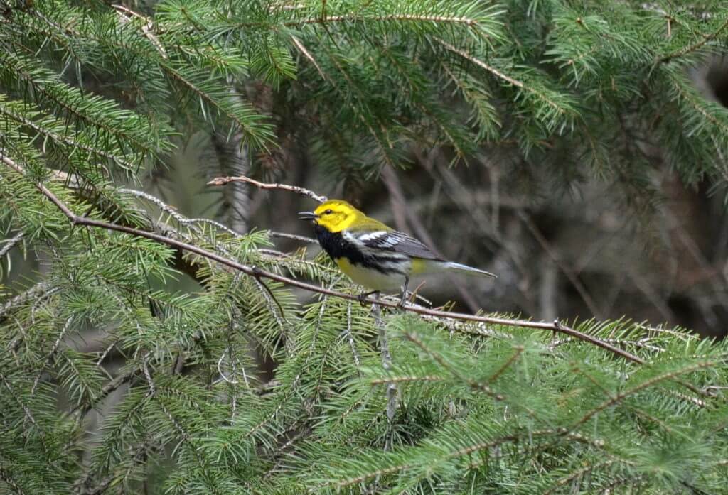 a black-throated green warbler, the old cut, long point, ontario