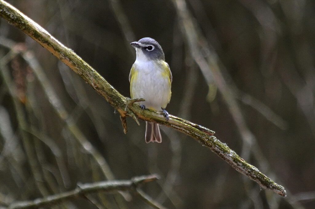 a blue-headed vireo, the old cut, long point, ontario