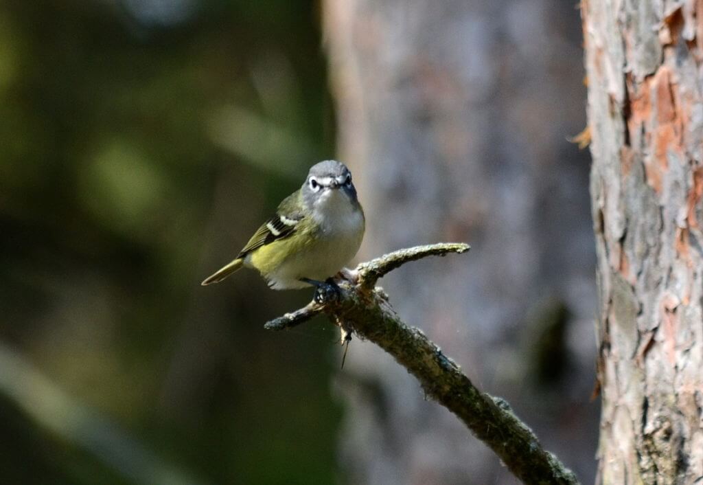 a blue-headed vireo, the old cut, long point, ontario