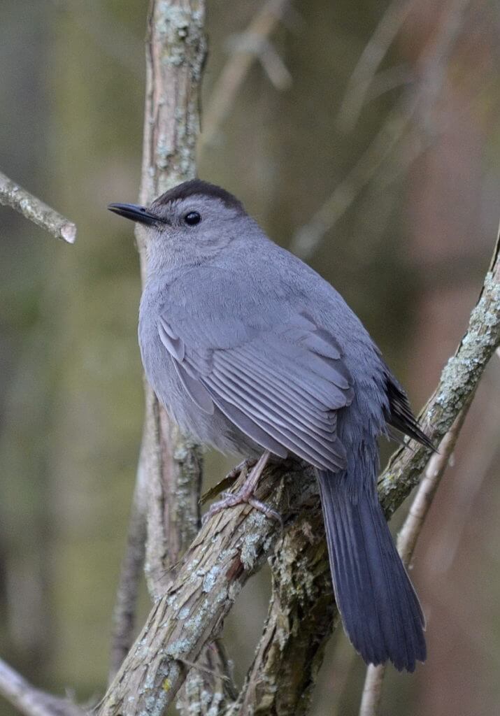 gray catbird, lighthouse woods, the old cut, long point, ontario 