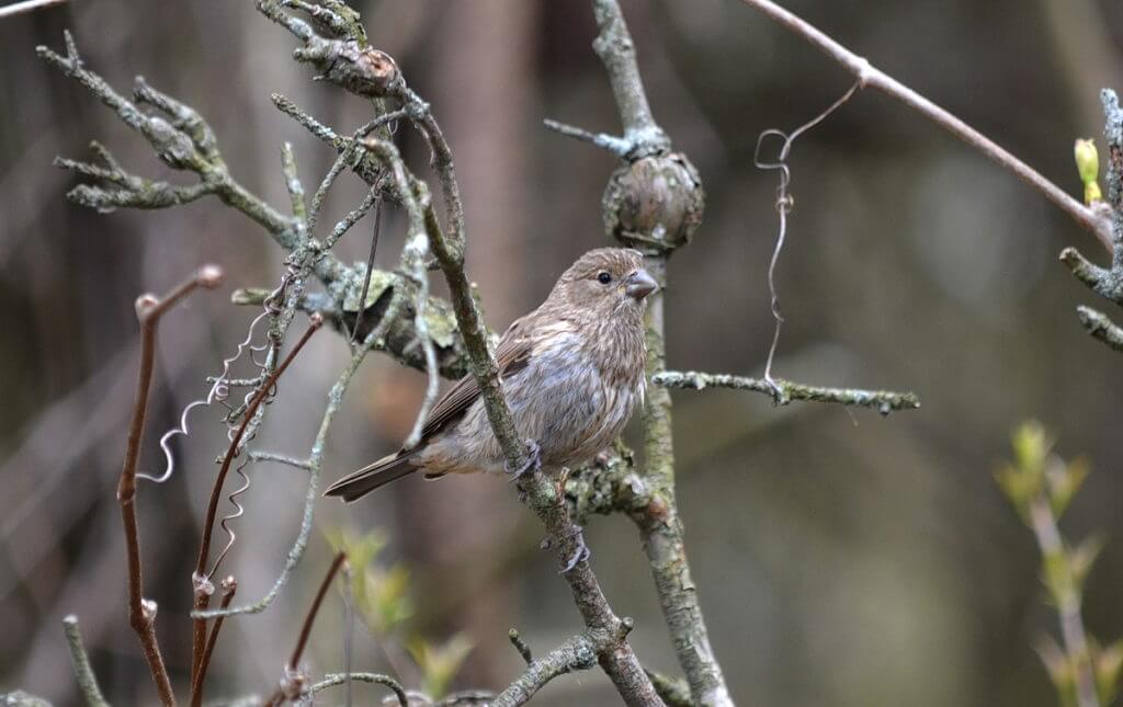 a female house finch, the old cut, long point, ontario 