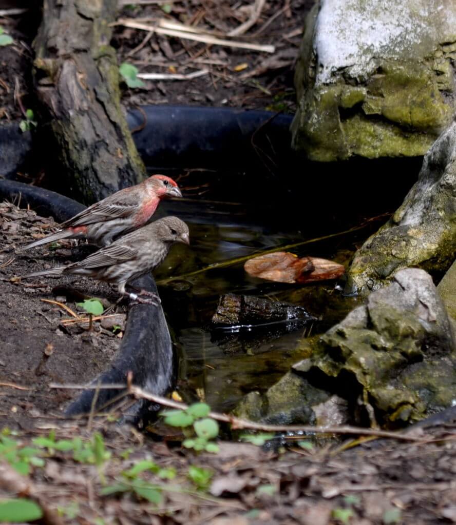 house finches, the old cut, long point, ontario