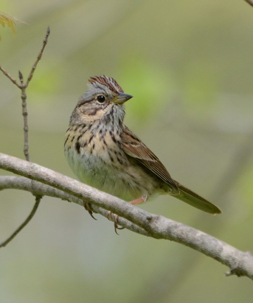 a lincoln's sparrow, jackson-gunn old growth forest, long point, ontario
