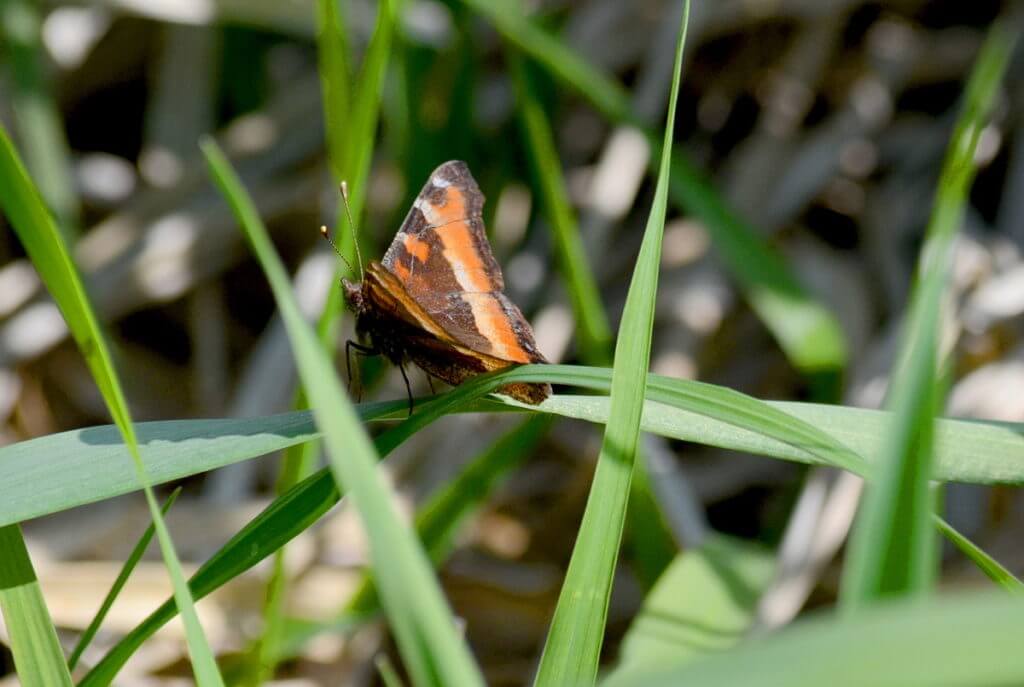 a milbert's tortoiseshell butterfly, Bird Studies Canada Headquarters, port rowan, ontario