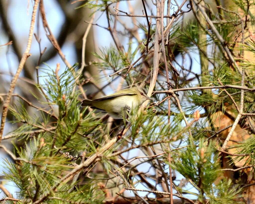 a red-eyed vireo, the old cut, long point, ontario