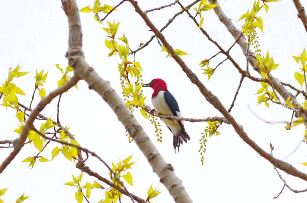 red-headed woodpecker, the new long point provincial park, long point, ontario