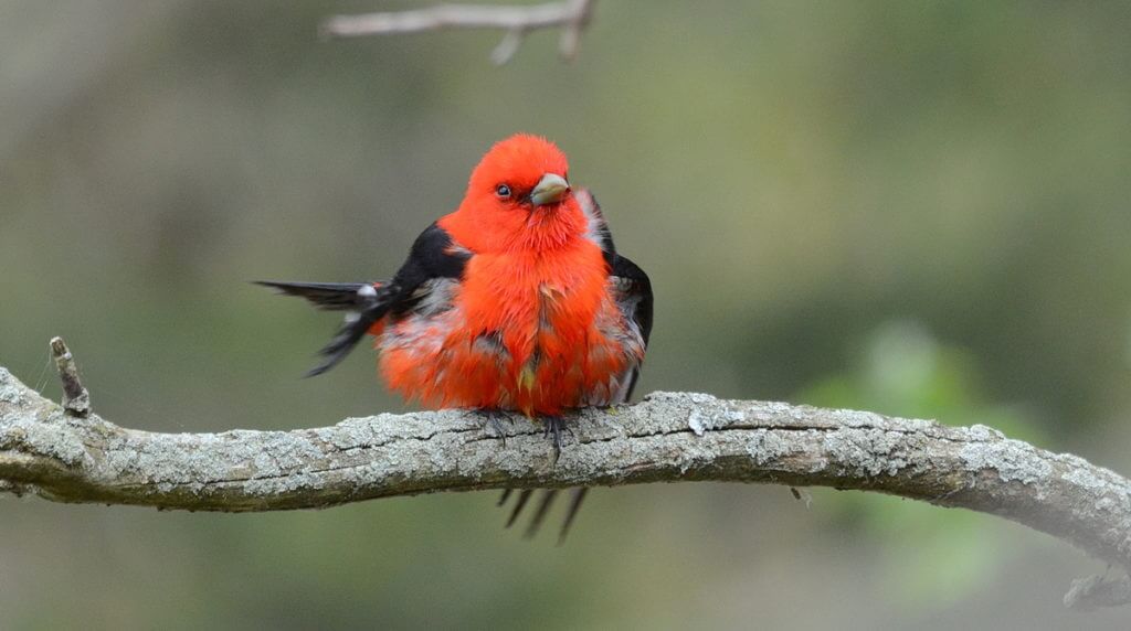 a scarlet tanager, the old cut, long point, ontario
