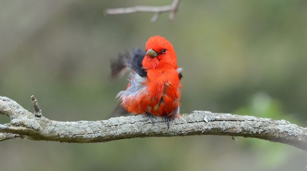 a scarlet tanager, the old cut, long point, ontario