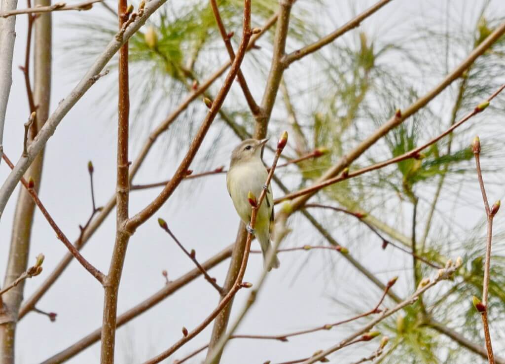 a warbling vireo, Bird Studies Canada Headquarters, port rowan, ontario