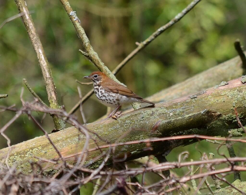 a wood thrush, the old cut, long point, ontario 