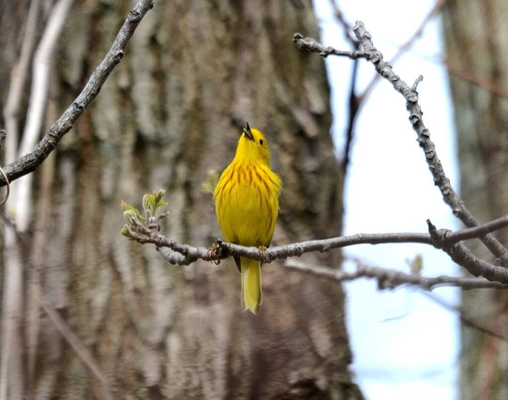 yellow warbler, the old cut, long point, ontario