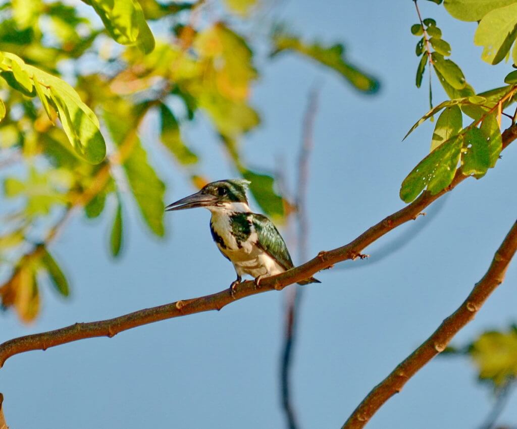a female amazon kingfisher, cano negro wildlife refuge, costa rica