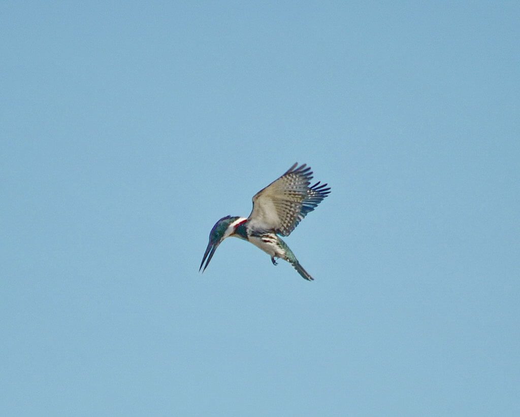 an amazon kingfisher hovering, cano negro wildlife refuge, costa rica