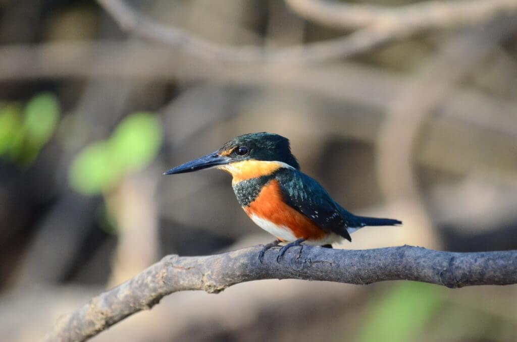 an american pygmy kingfisher, cano negro wildlife refuge, costa rica