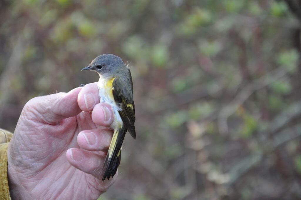 an american redstart female, the old cut, long point, ontario