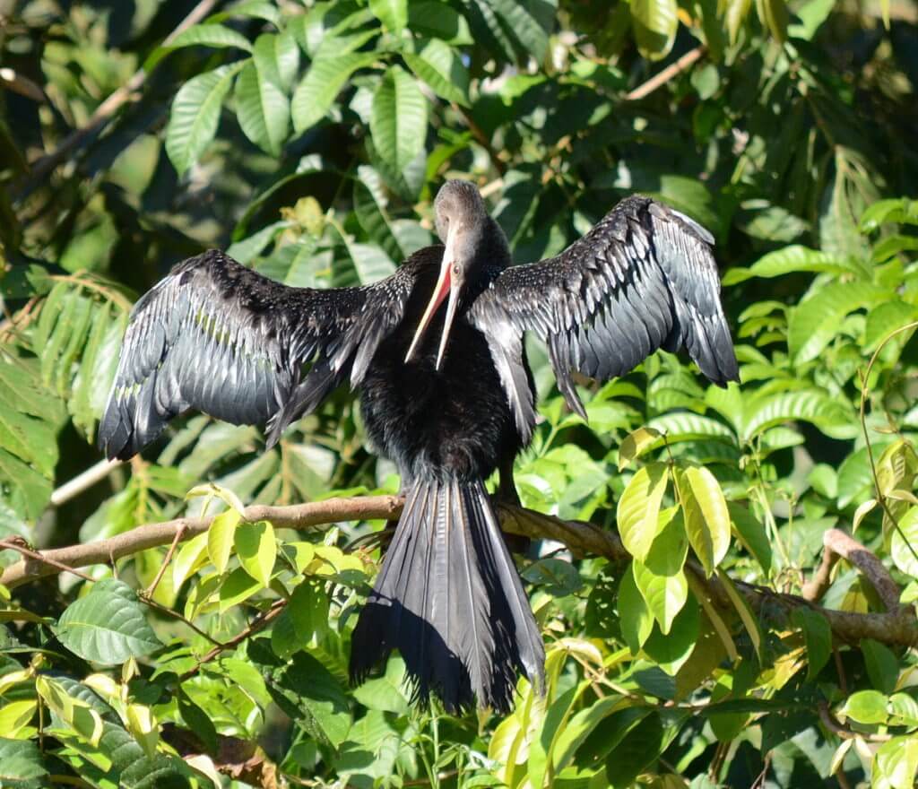 an anhinga preening, cano negro wildlife refuge, costa rica