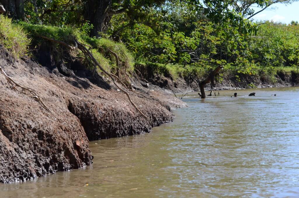 banks of rio frio, cano negro wildlife refuge, costa rica 