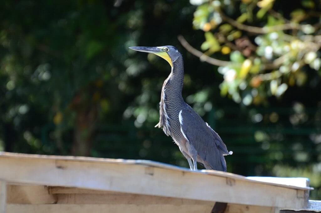 a bare-throated tiger heron, cano negro wildlife refuge, costa rica