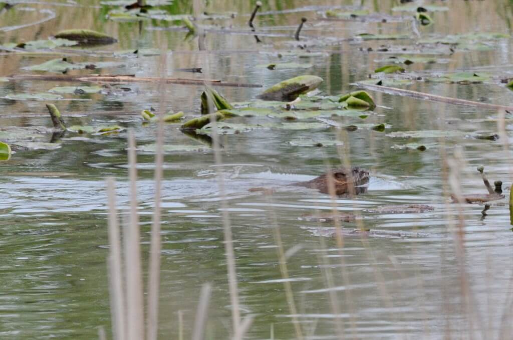 a beaver, big creek national wildlife area, long point, ontario 