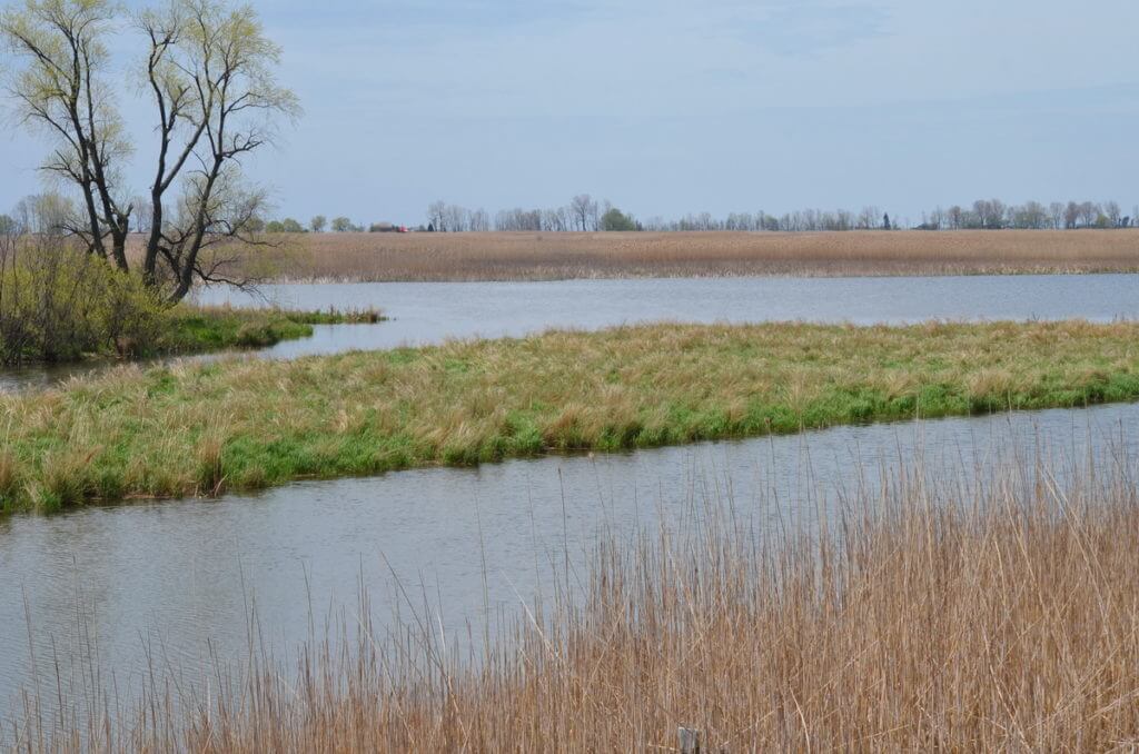 big creek national wildlife area, long point, ontario 