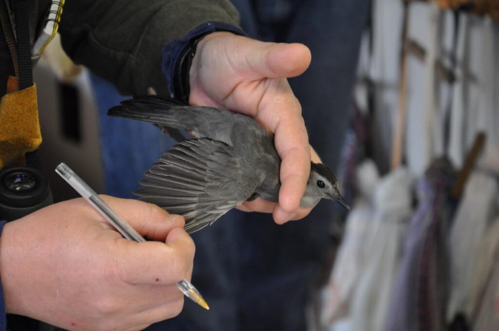 a bird being processed at the old cut research station, long point, ontario