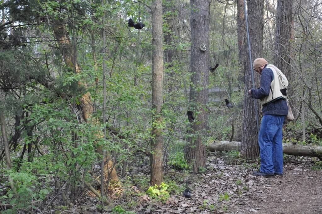 research station staff removing birds from a mist net, the old cut, long point, ontario