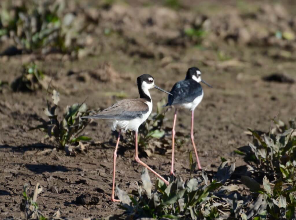 black-necked stilts, cano negro wildlife refuge, costa rica