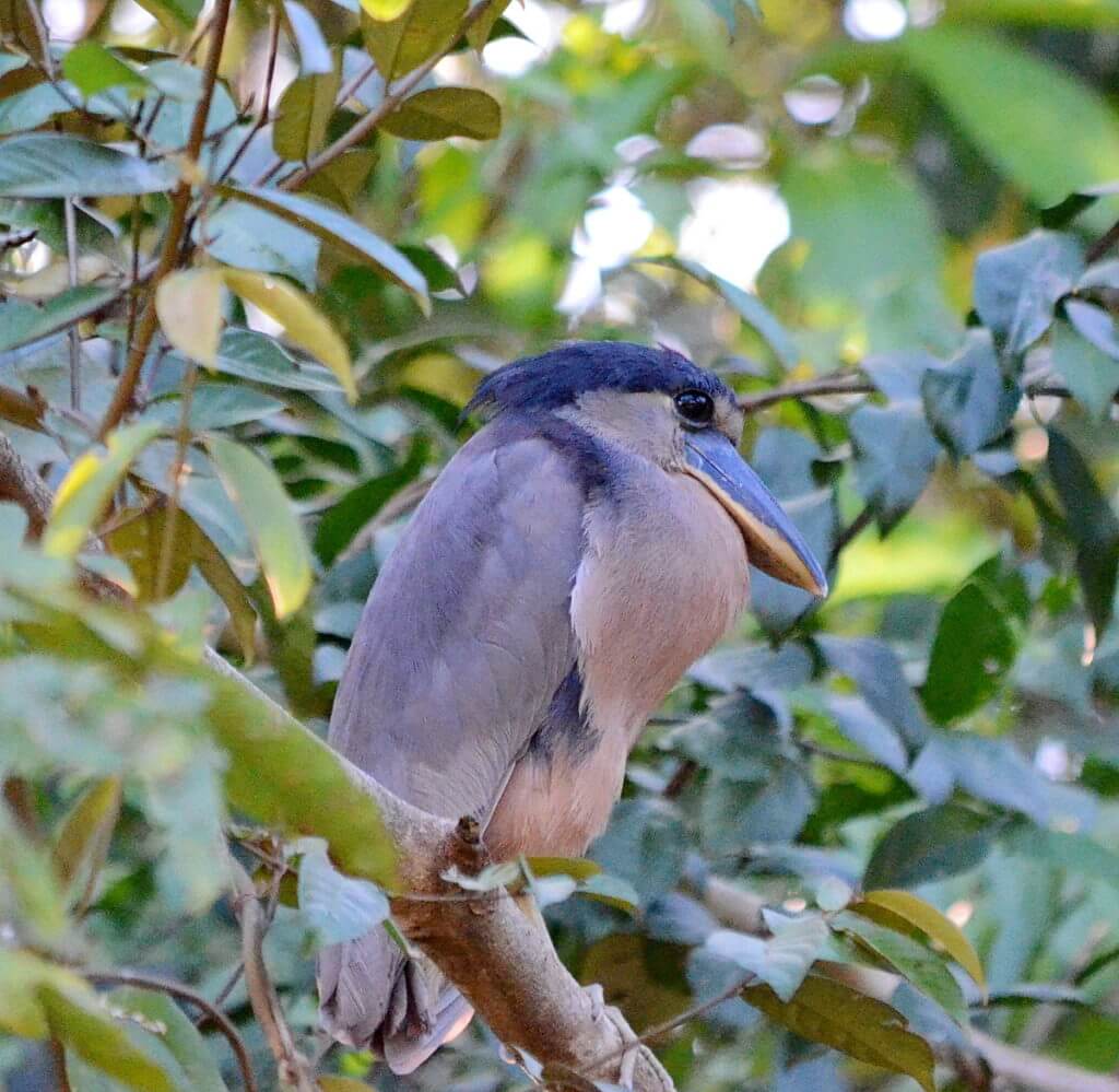 a boat-billed heron, cano negro wildlife refuge, costa rica