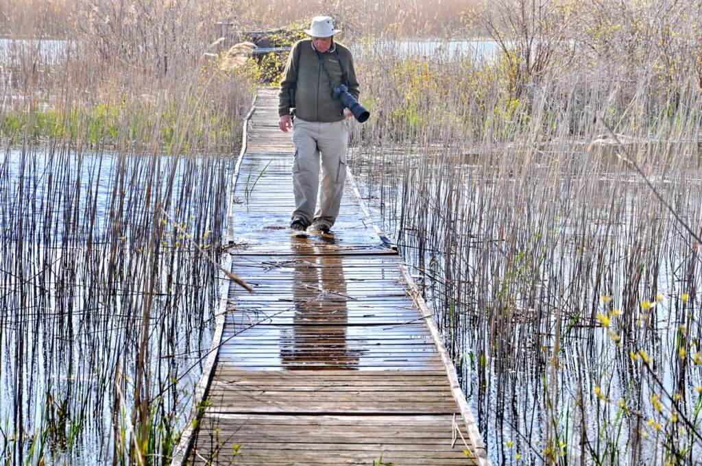 bob crossing a boardwalk, crown marsh, long point, ontario