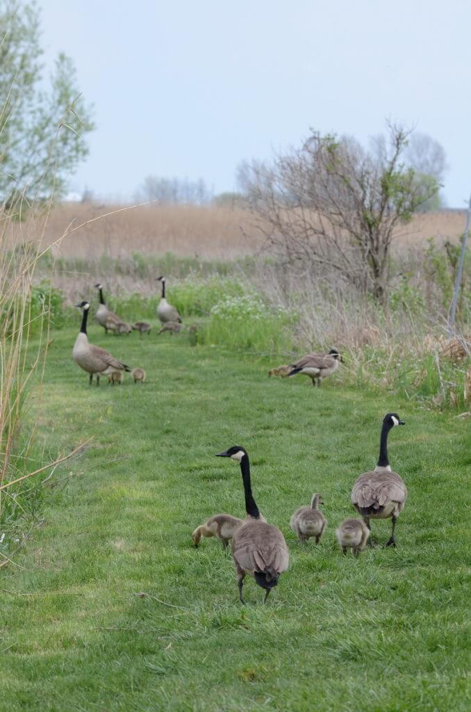 canada geese, big creek national wildlife area, long point, ontario 