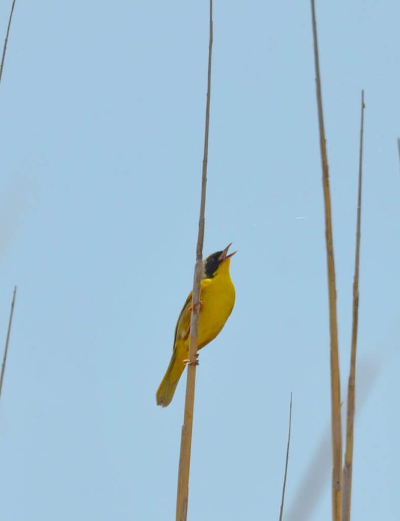 a common yellowthroat warbler, big creek national wildlife area, long point, ontario 