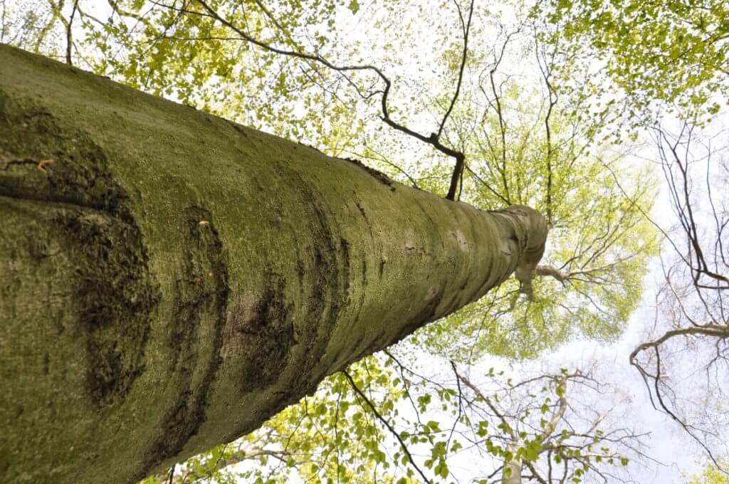 beech tree, jackson-gunn old growth forest, long point, ontario