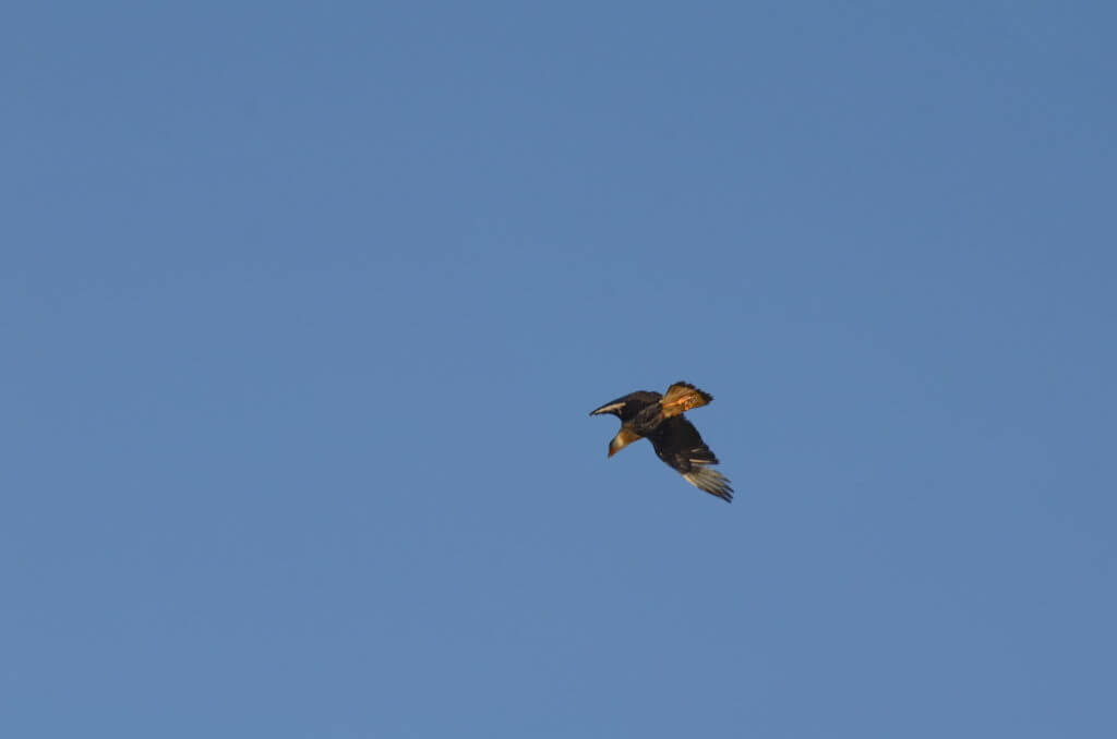 a crested caracara, cano negro wildlife refuge, costa rica