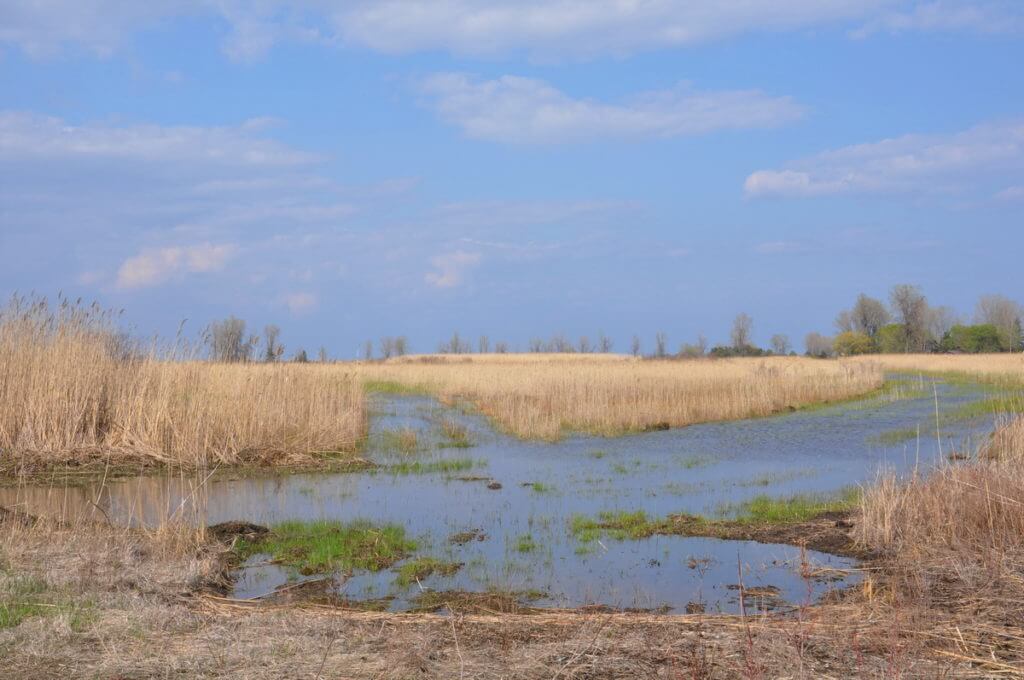 crown marsh, long point, ontario