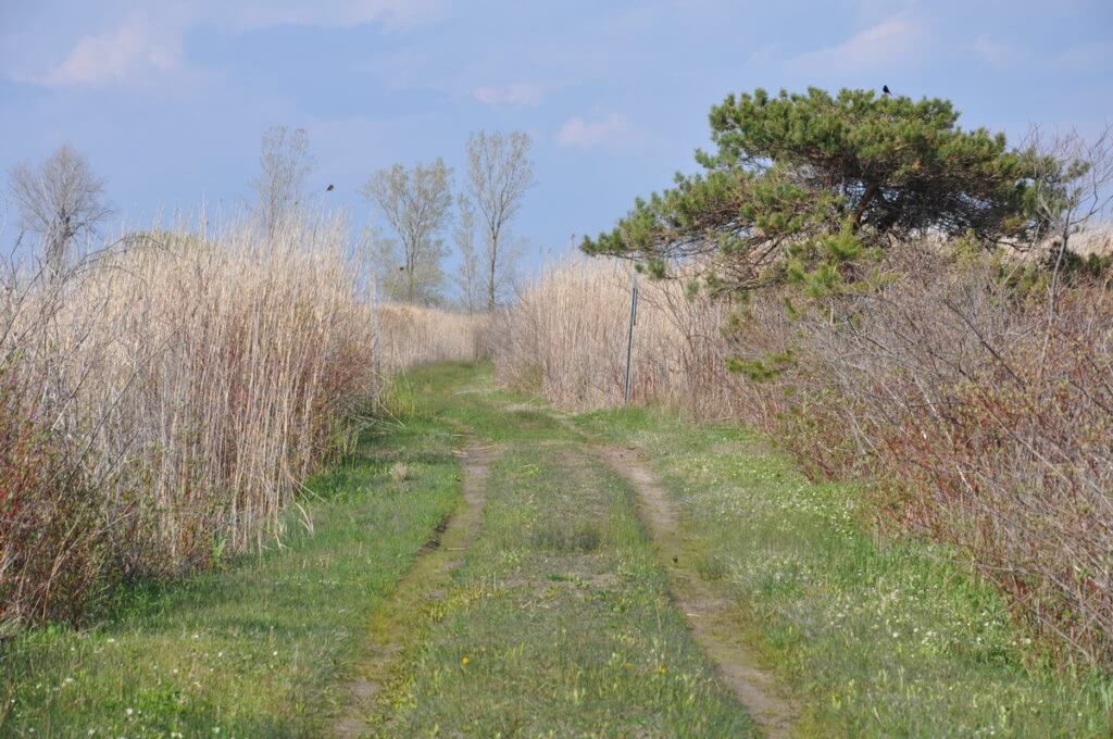 crown marsh, long point, ontario