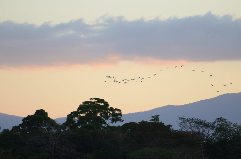 sunset view of trees and birds, cano negro wildlife refuge, costa rica 