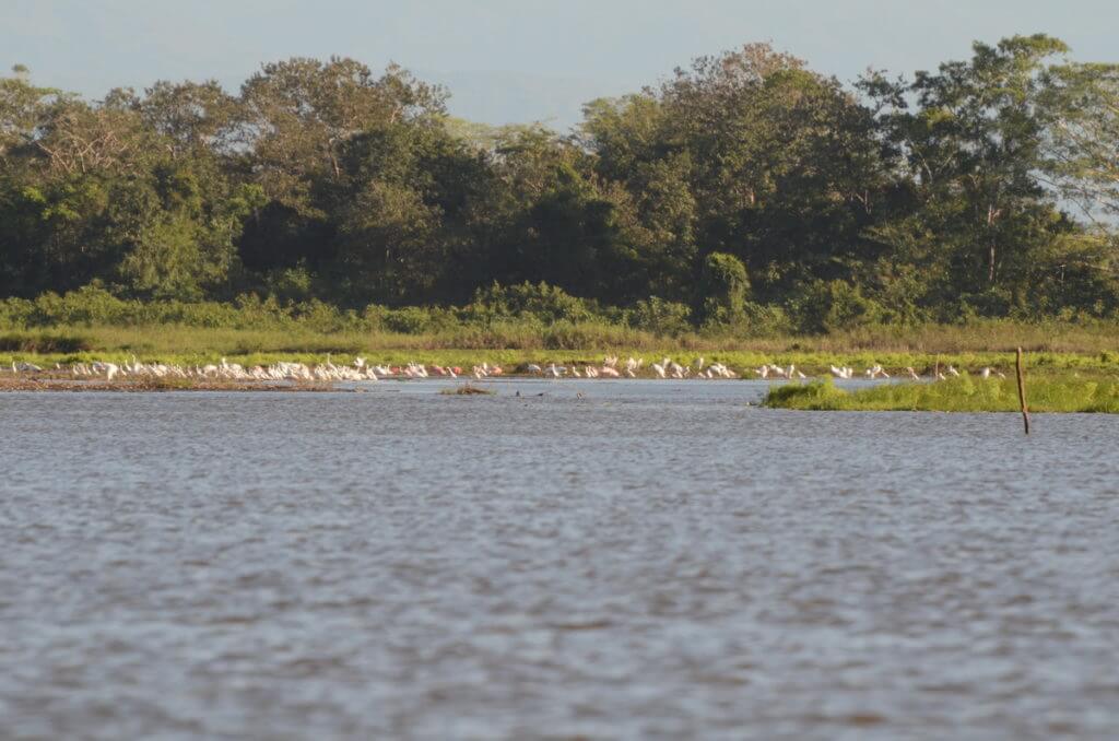 flocks of birds at cano negro lake, cano negro wildlife refuge, costa rica