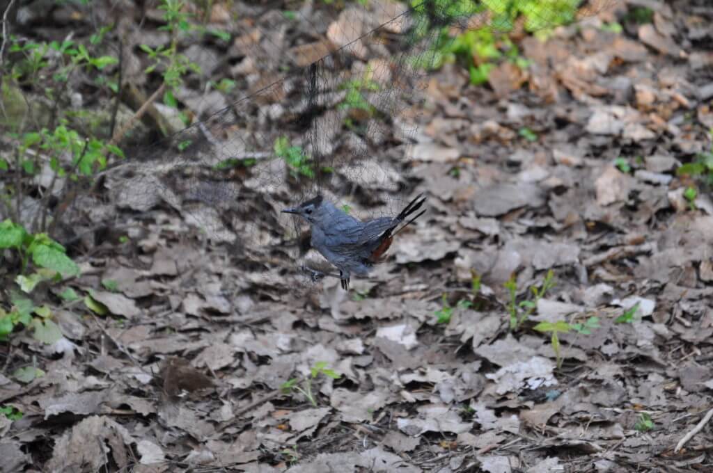 a gray catbird in a mist net, the old cut, long point, ontario