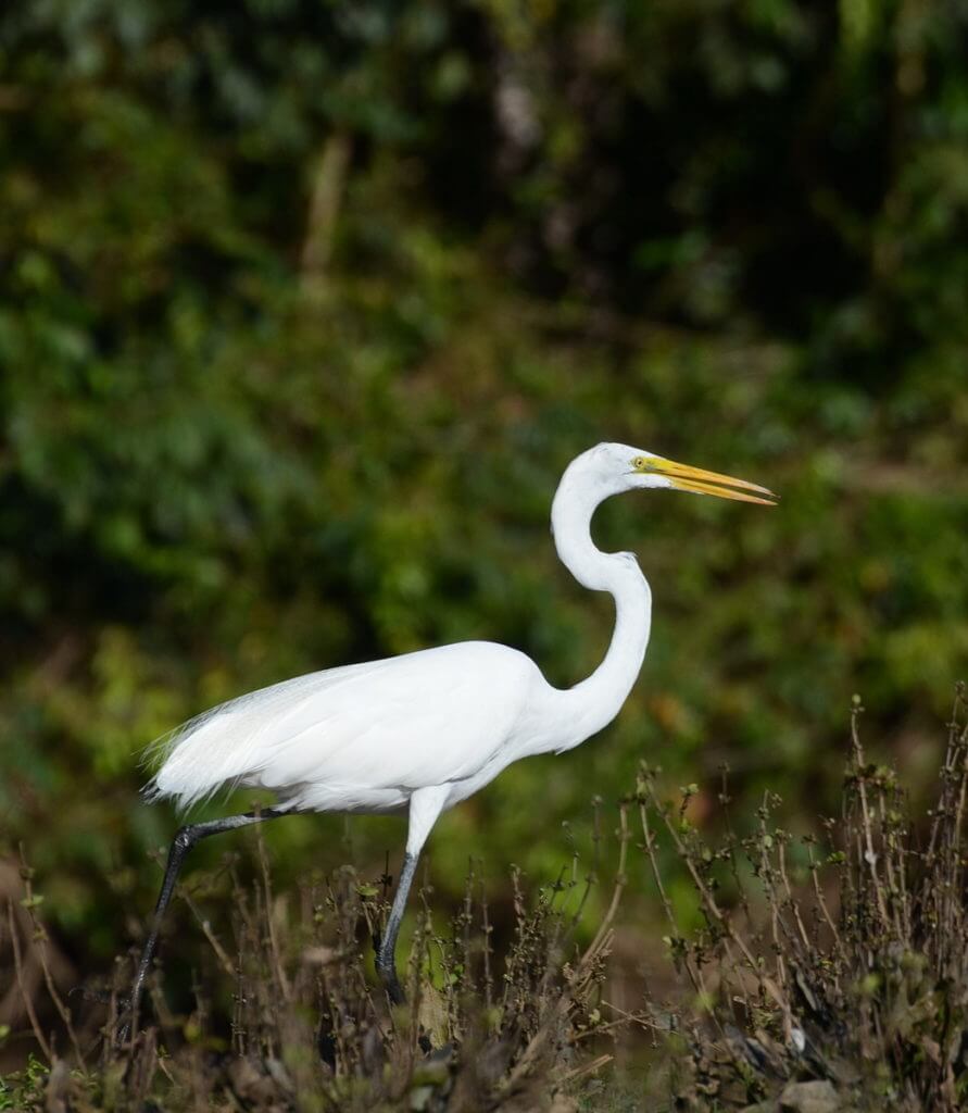 a great egret, cano negro wildlife refuge, costa rica